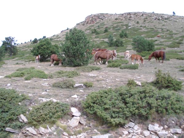 freilaufende Pferde.jpg